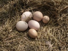 纯正柴鸡蛋 新鲜柴鸡蛋 山鸡蛋 树林中养的山鸡蛋 草鸡蛋端午节