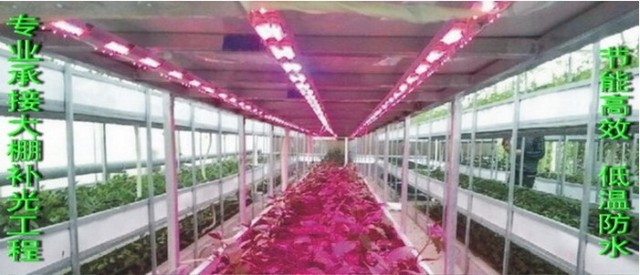 LED植物灯 专业承接大棚 温室补光 育苗室补光 观光农场补光