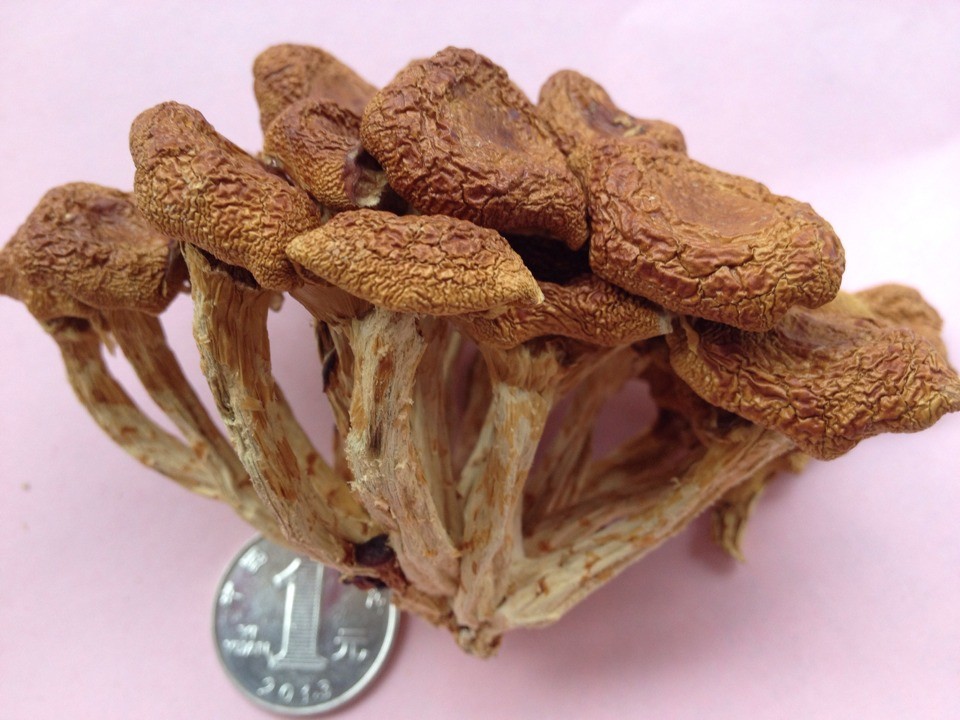 浙江庆元特产 食用菌 散装 滑子菇*珍珠菇250g 包邮拍下减价