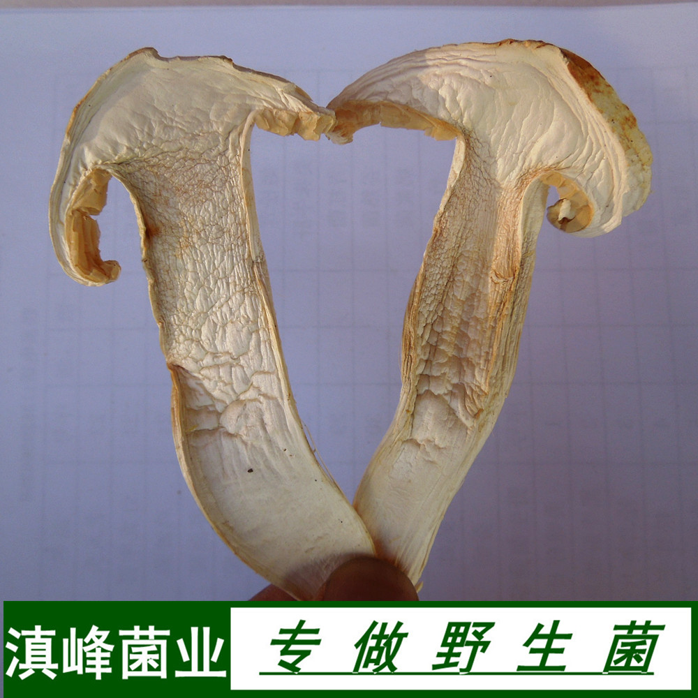 野生松茸菌 去皮特级干货 特价 云南香格里拉土特产蘑菇 鲜美无比