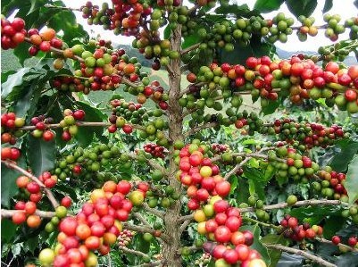 马来西亚进口饮料作物果树苗盆栽咖啡树苗咖啡苗当年结果包成活