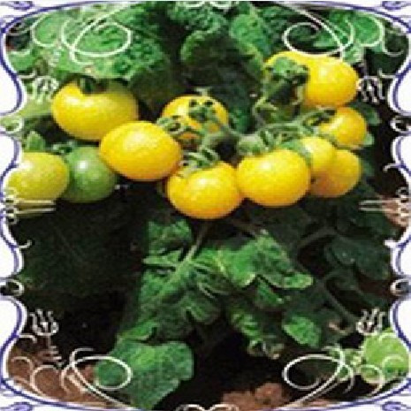丹桂园园艺花卉种子★蔬菜水果种子★黄珍珠番茄★四季番茄