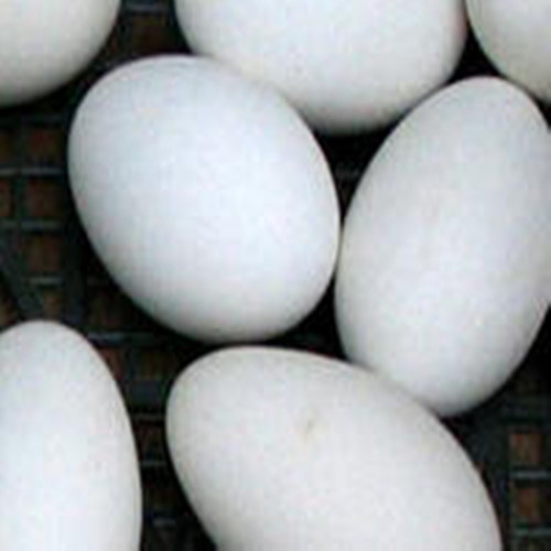 新鲜鹅蛋催奶放养野生绿色孕妇下奶首选卵磷脂去胎毒美容10个包邮