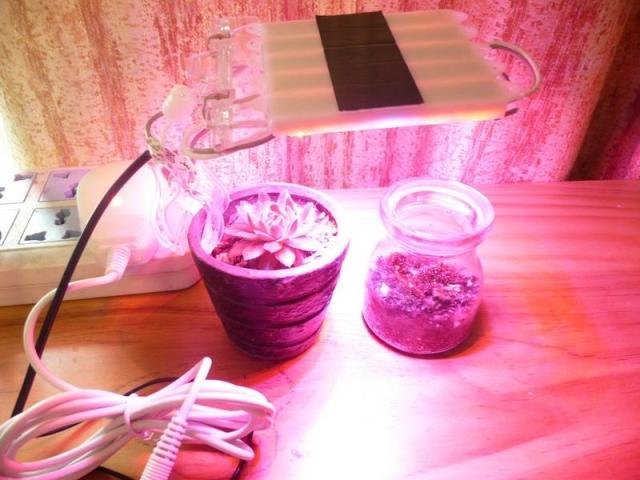 5w多色植物灯 植物生长灯 LED灯 多肉灯 植物补光灯  室内种植灯