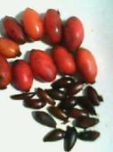 红叶小檗种子，发芽率85%以上，用于环境绿化。适合各种
