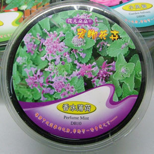 特价出售新产品宠物花卉彩盒种子【香水薄荷】+土+肥+种子
