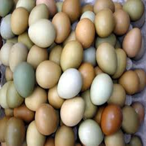 新鲜野鸡蛋批发 七彩山鸡蛋  散养纯正野山鸡蛋 50包邮蛋黄大当天