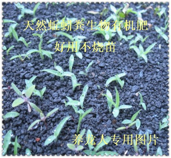 纯天然蚯蚓肥（蚯蚓粪）适合花卉、盆景、草坪、农业