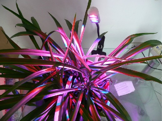 LED植物生长灯 兰花灯 9W(3*3w大功率） 660nm 夹子灯 高级植物灯