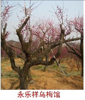 红梅/红梅树/可作红梅盆景/规格多种