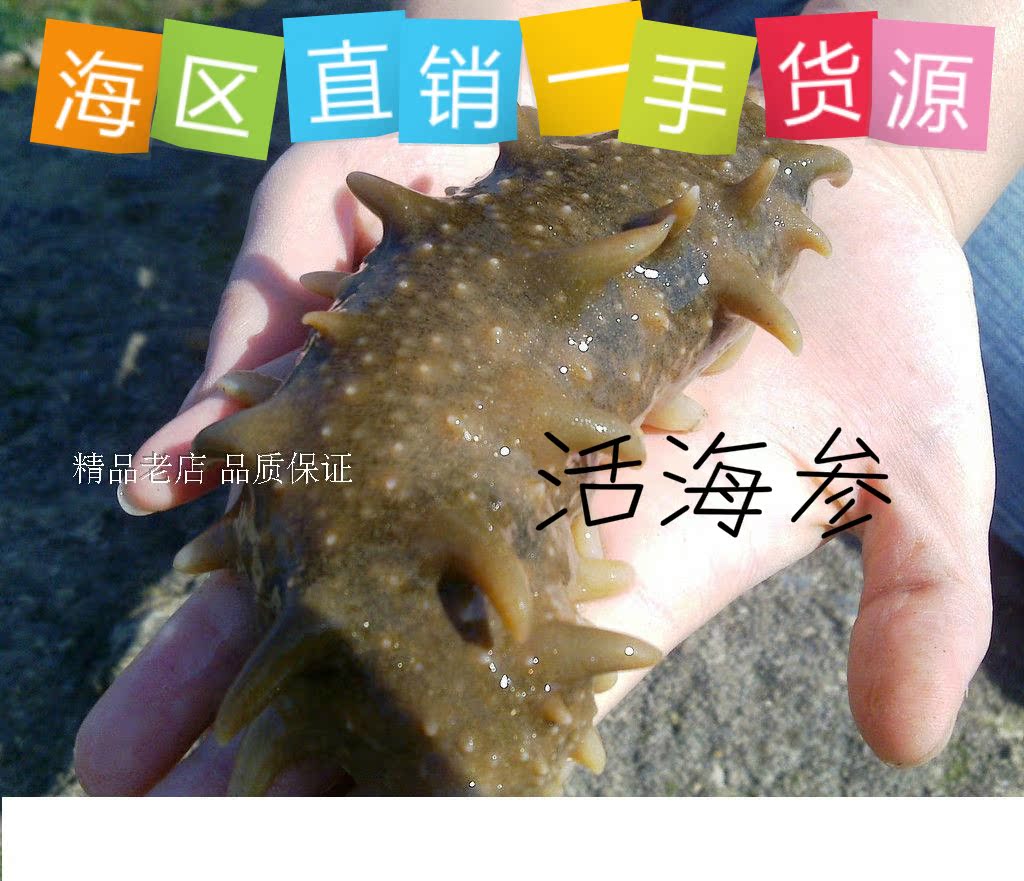 胶东特产 鲜活海参 野生底播鲜活海参3-6个/斤