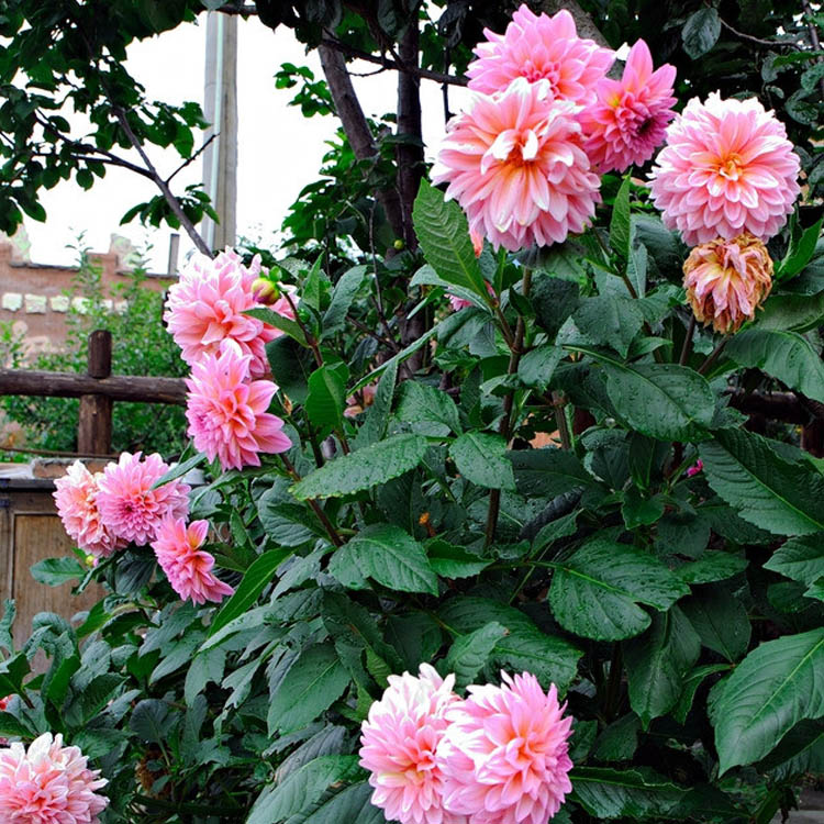 大丽花小丽花卉种子 观赏花籽大理花多年生盆栽室内庭院易种