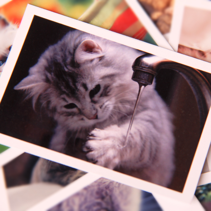 最新 小猫咪高清照片 超可爱 超萌猫猫lomo卡片 3寸50张 生日礼物