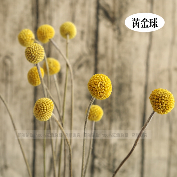 【黄金球】干花天然生态花束艺术插花拍摄道具永生花家居摆设装饰