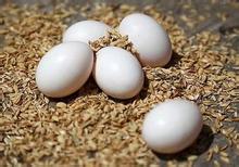 鸽子蛋绝对新鲜的  蛋清透亮透明 蛋黄焦黄喂宝宝30枚包邮端午节