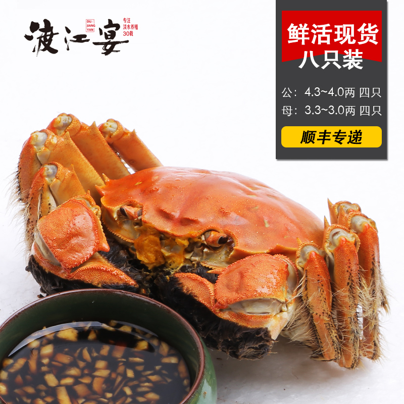 现货渡江宴大闸蟹鲜活螃蟹公4.3-4.0两 母蟹 3.3-3.0两礼盒8只装