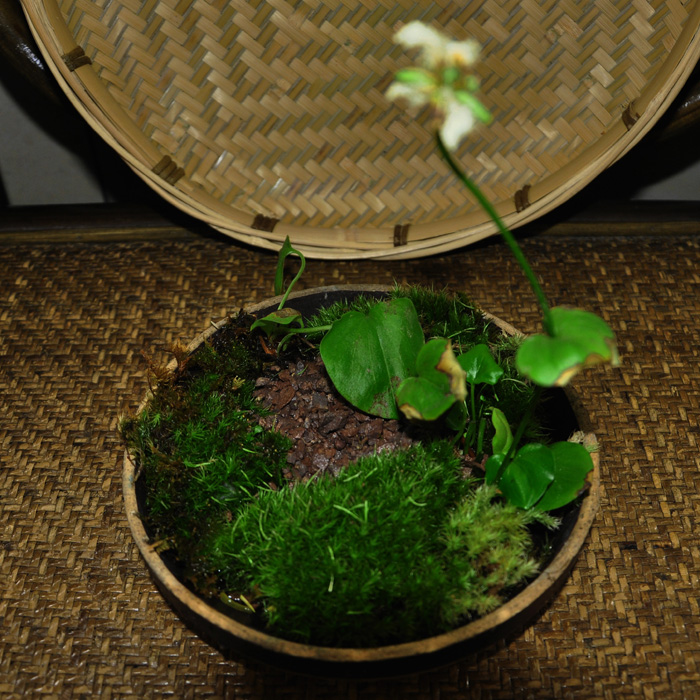 武陵人家 湘西手工土陶碗  中式花器 农家乐专用碗 多肉苔藓花器