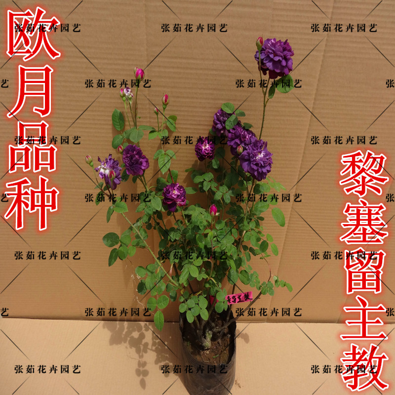 欧洲月季花 欧月品种 【黎塞留主教月季】 紫色花 实物拍摄