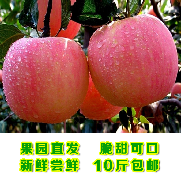 烟台红富士苹果 新鲜水果 新鲜苹果 水果苹果七省10斤包邮