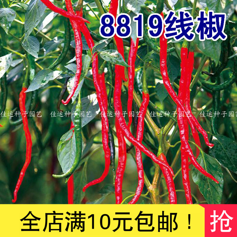 8819线椒种子 红辣椒种子 高产早熟四季播干椒 顺直超辣干鲜两用