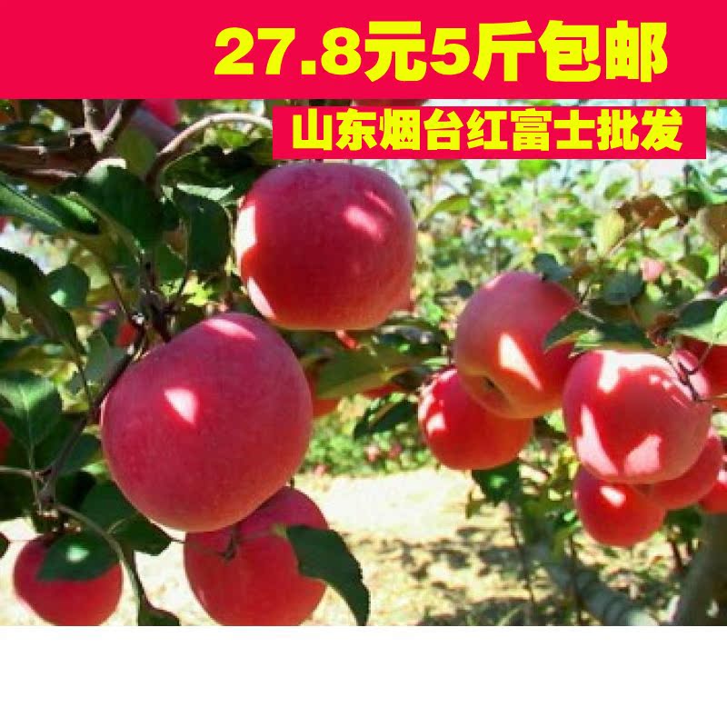 山东烟台红富士 栖霞苹果5斤包邮 新鲜有机水果 苹果批发带皮吃
