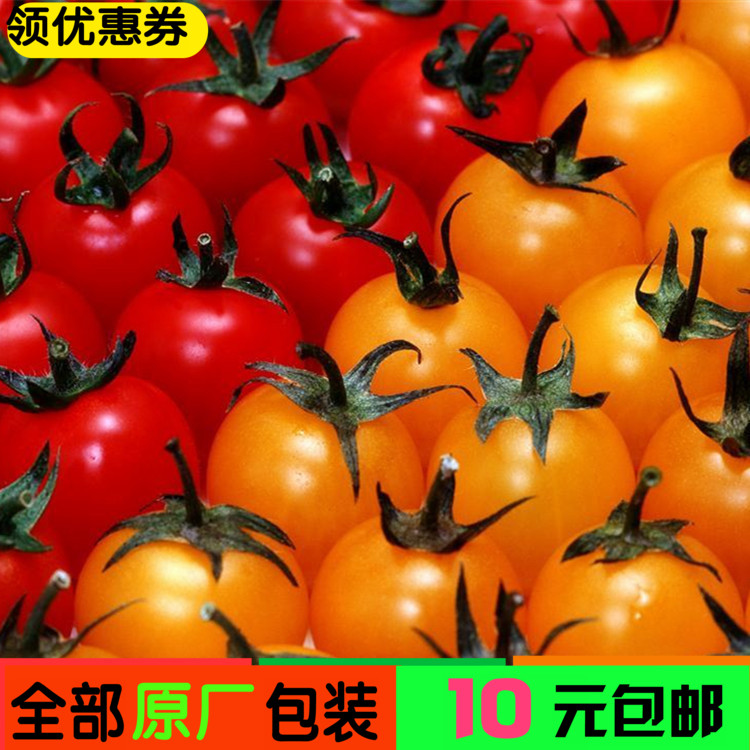 瓜果蔬菜种子红圣女果种子小西红柿种子樱桃番茄种子盆栽水果种子
