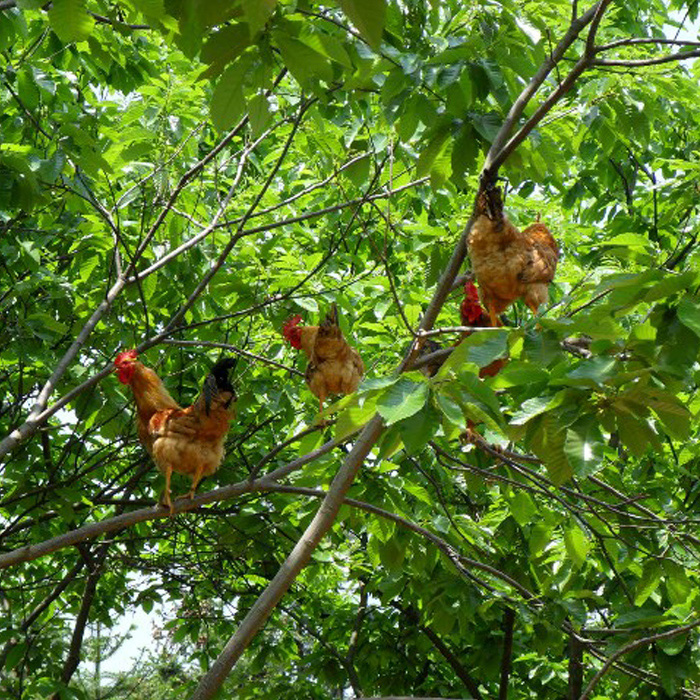 树林超低密度放养草鸡 鸡肉 没啼的童子鸡 小公鸡 正宗有机鲜活