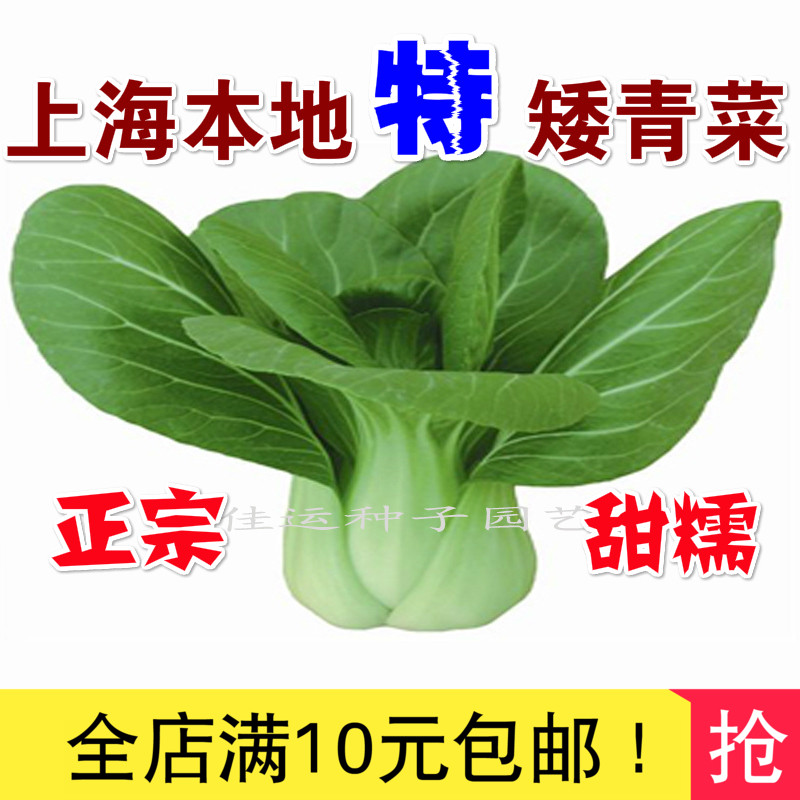 蔬菜种子上海正宗本地特矮上海青菜种子原种上海青种子鸡毛菜油菜