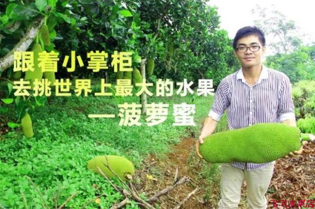 海南三亚特产 新鲜水果菠萝蜜干苞树菠萝老果20斤起包邮