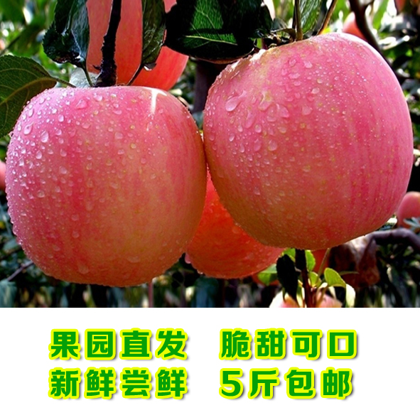 烟台苹果 栖霞红富士苹果水果 新鲜水果苹果 汁多脆甜5斤多省包邮
