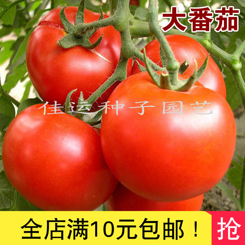中蔬四号大番茄种子 蔬菜种子四季阳台种菜家庭盆栽 西红柿免包邮
