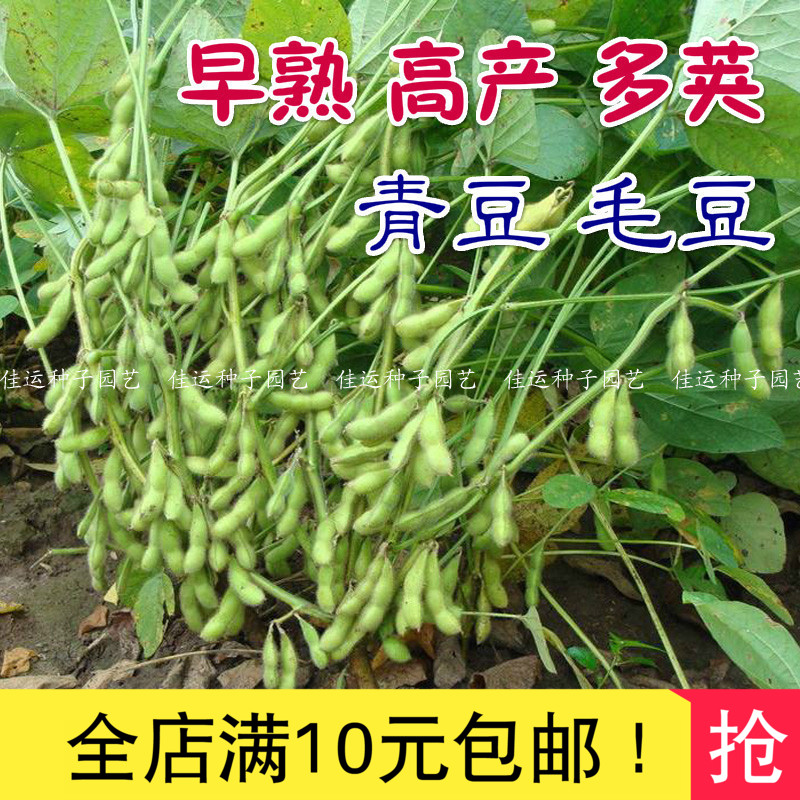 早熟毛豆种子沪宁95-1菜用大豆高产种菜春播蔬菜种子黄青豆春季种