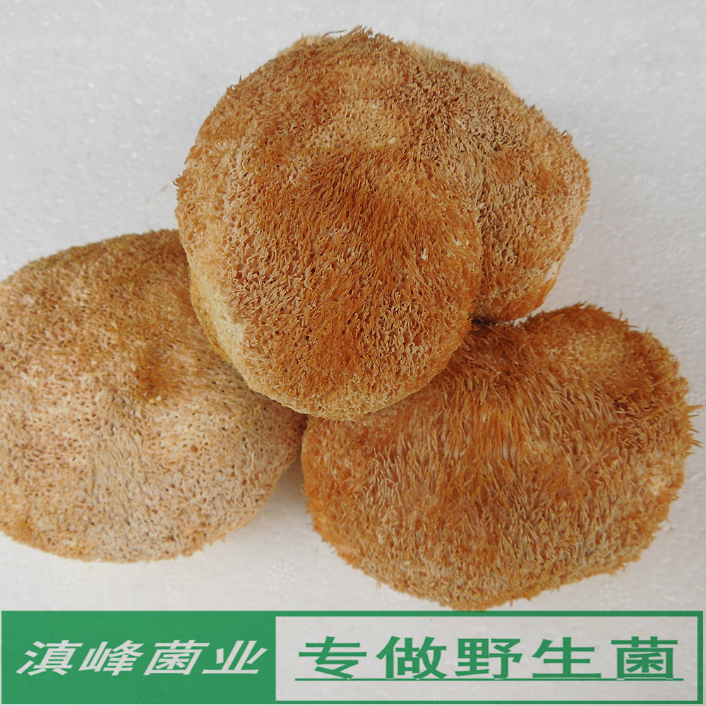 特级猴头菇干货 无熏硫云南特产非野生蘑菇 养胃健脾