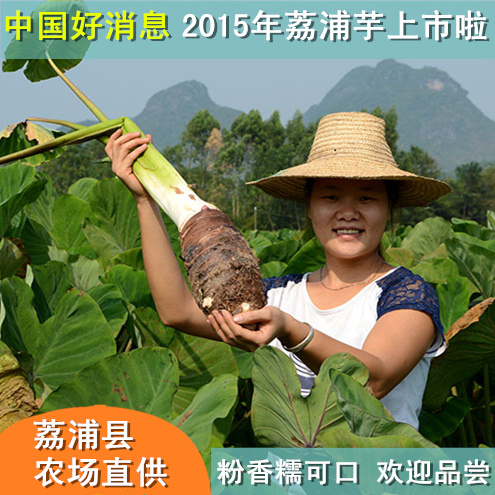 2015年新货上市 广西荔浦芋头新鲜槟榔香芋农家蔬菜 7斤装包邮