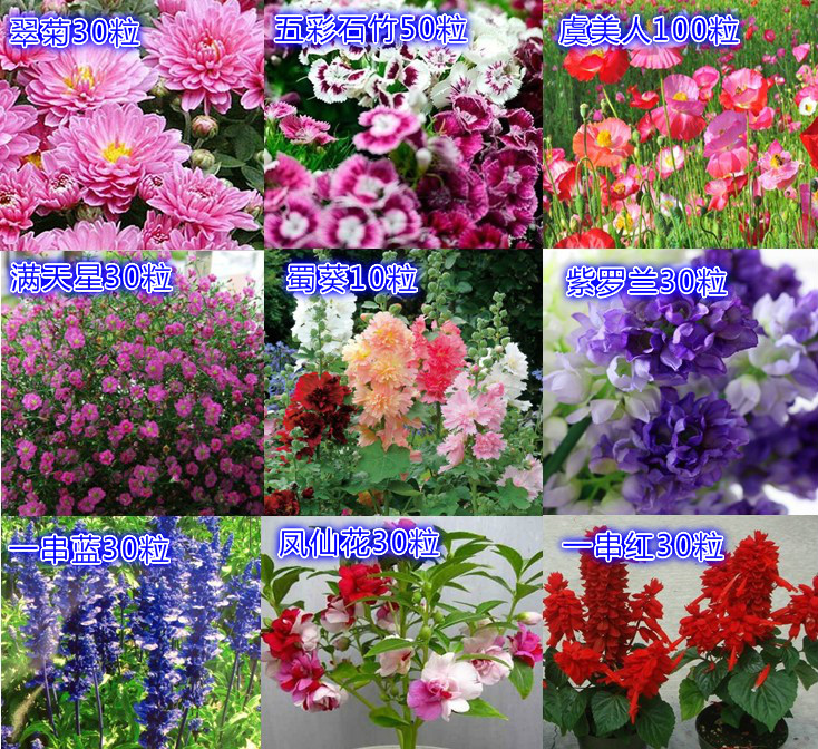 易种花卉种子27个品种满天星 波斯菊 鲁冰花 虞美人 蜀葵四季可种