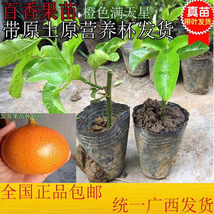 新品种橙色满天星百香果苗西番莲果树苗带营养杯发货好管理好种植