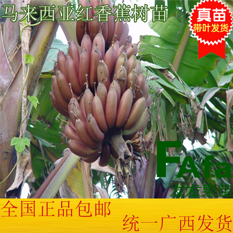 发发果苗香蕉苗果树苗新品种香蕉苗马来西亚红香蕉苗当年结果树苗