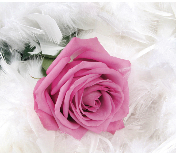 时尚简约粉色玫瑰花卉客厅电视沙发背景墙纸壁纸 温馨大型壁画