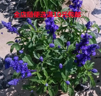 宿根鼠尾草种子蓝色 春天易种易活多年生花卉阳台庭院兰花鼠尾草