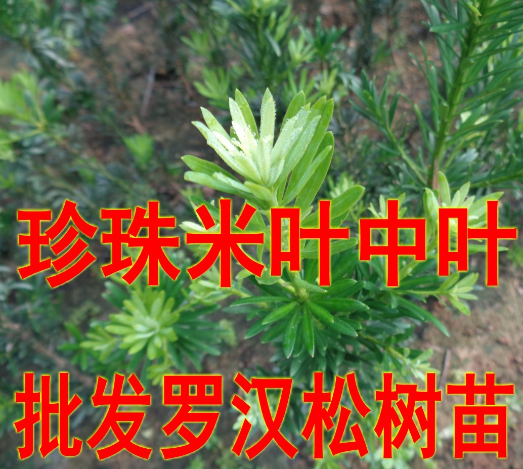 珍珠米叶罗汉松树苗盆栽盆景净化空气包邮四季常青植物绿植花卉