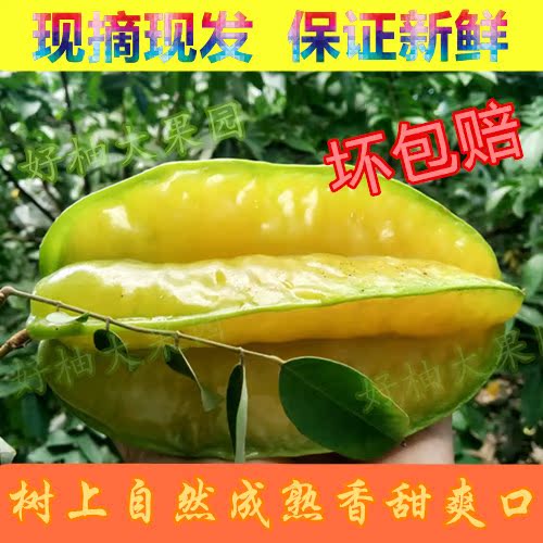 新鲜水果农家现摘新鲜杨桃孕妇宝宝生鲜热带水果台湾品种5斤包邮