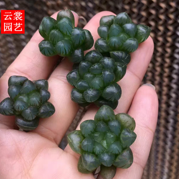 日本实生 多肉植物 纯姬玉露小苗十二卷类透窗保品种组合盆栽绿植
