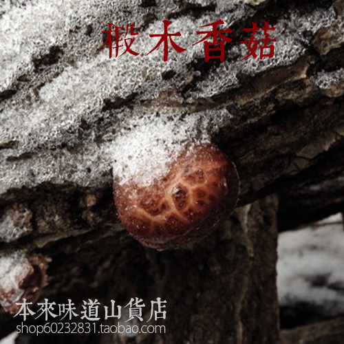 顺丰包邮 京山深山椴木香菇干货 纯天然 野生蘑菇 500g不剪根超香
